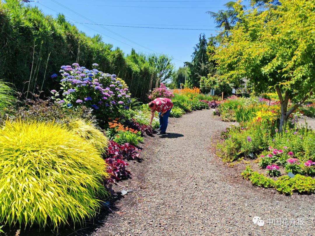 宿根花卉栽培,宿根花卉的栽培管理