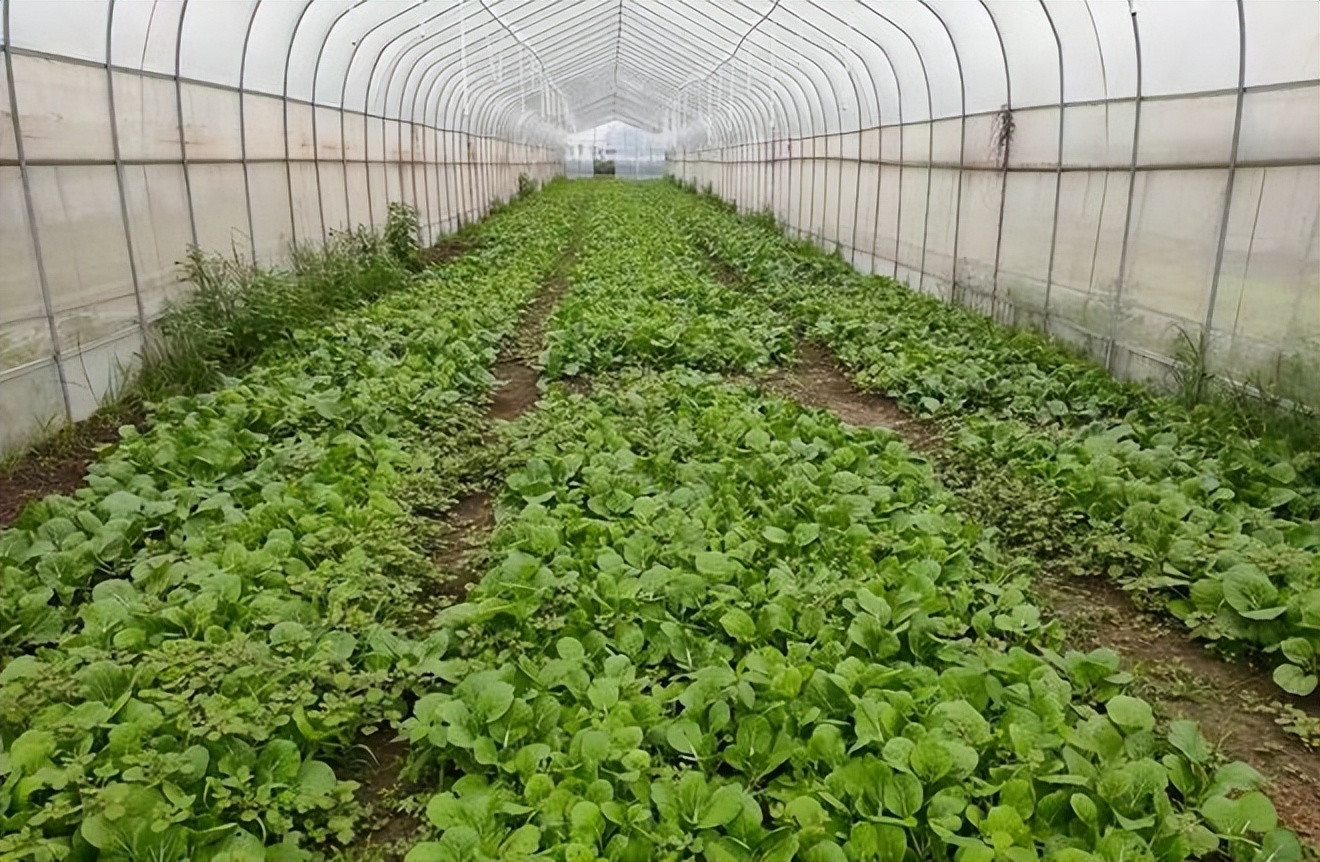 农村创业包地5000亩一年赚多少钱,90后包地创业