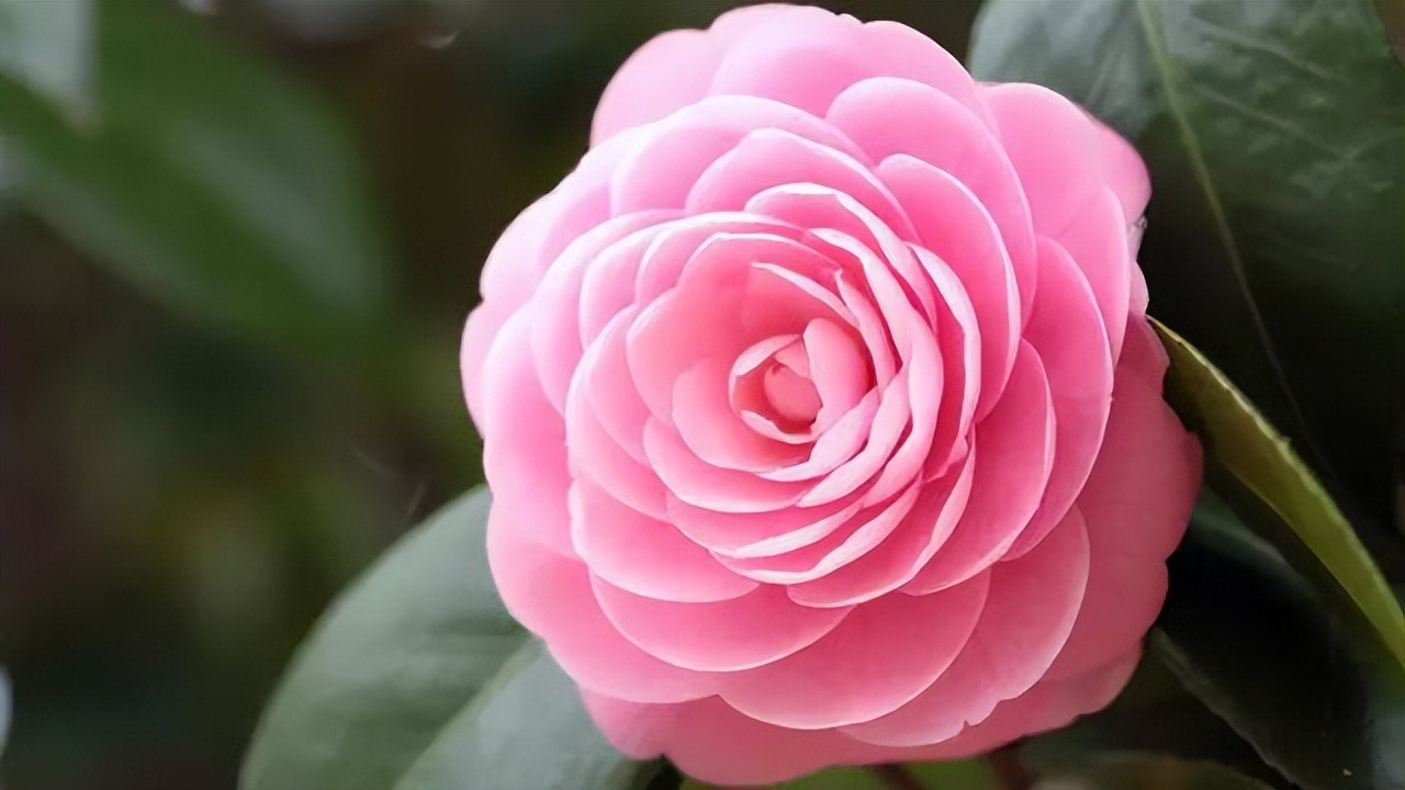 中国十大名花排行榜及图片,中国十大名花明细