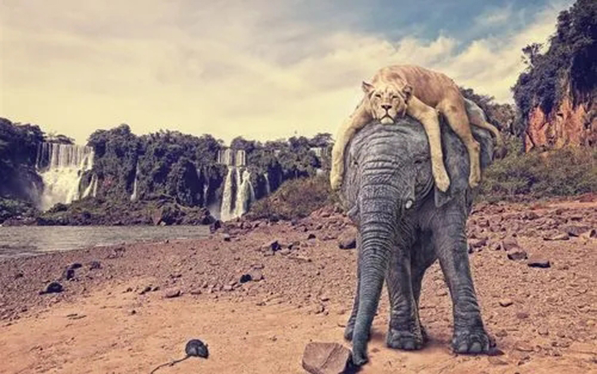 老虎单枪匹马能打过大象吗,五头老虎能打过一只大象吗