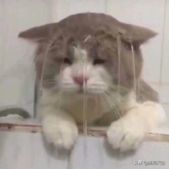 为什么跟摩羯女谈恋爱会虐,哪个星座女能让摩羯男卑微