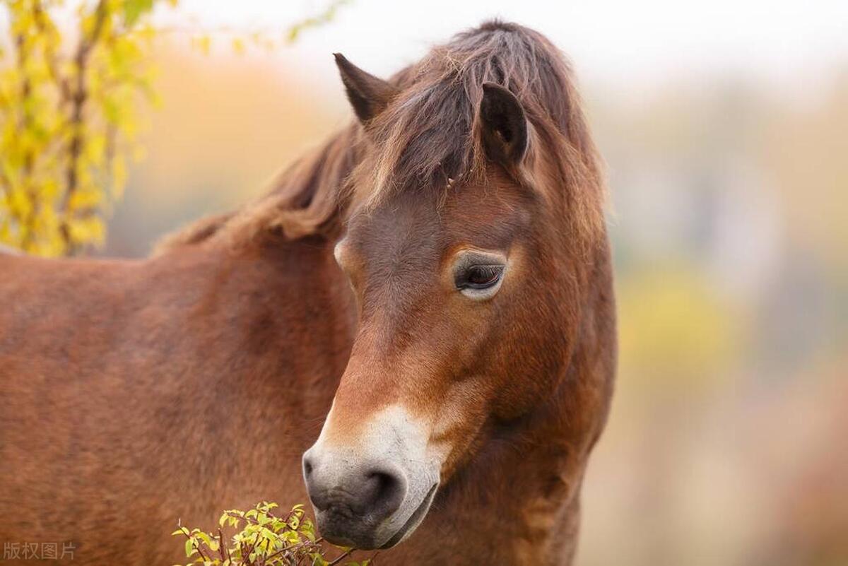 野马报警触发,野马遭遇狼群