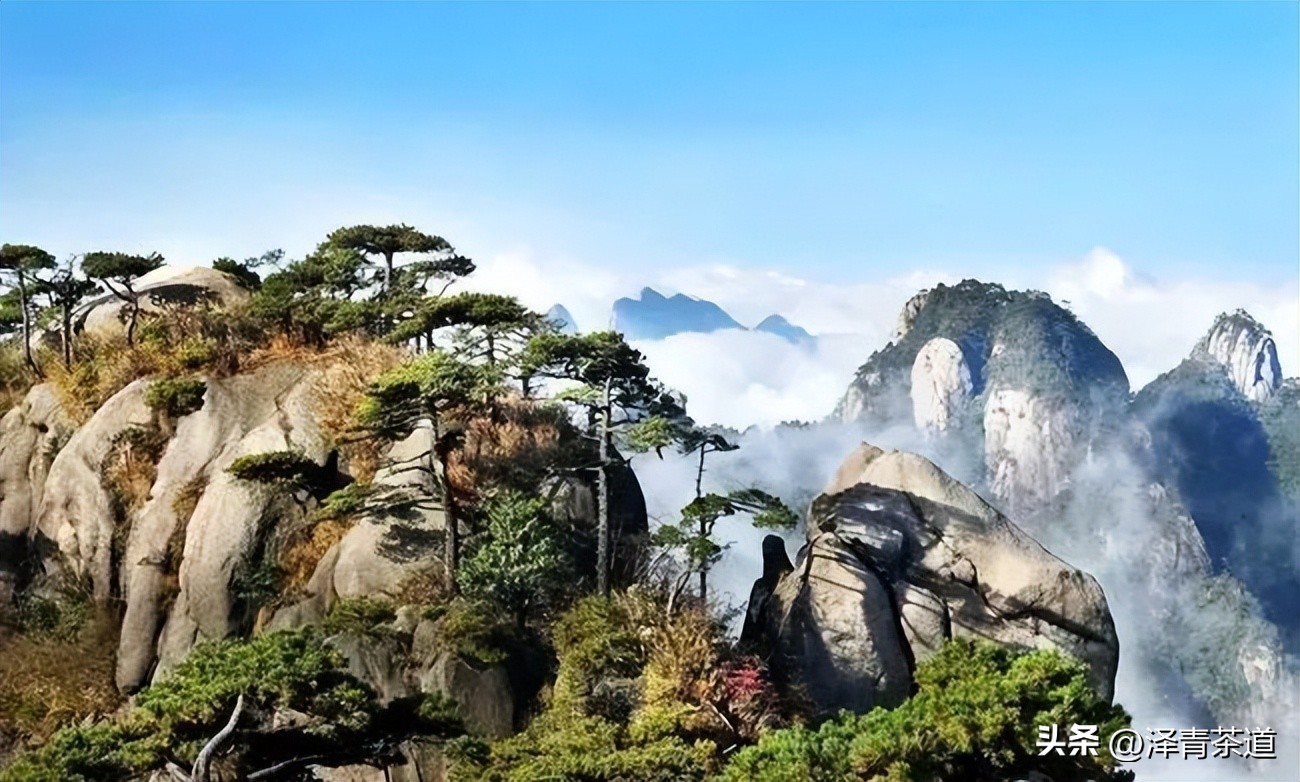 中国茶叶第一产茶大省,陕西中国茶叶第一大省