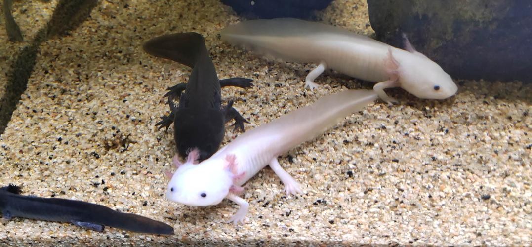 人类有能力复活恐龙吗,人类拥有自愈能力吗