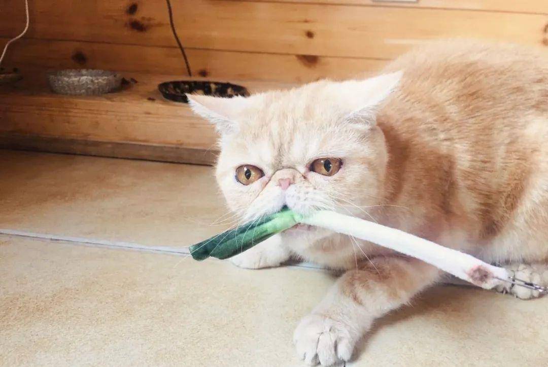 猫可以吃葱煮过的鱼吗,猫吃多少葱会中毒