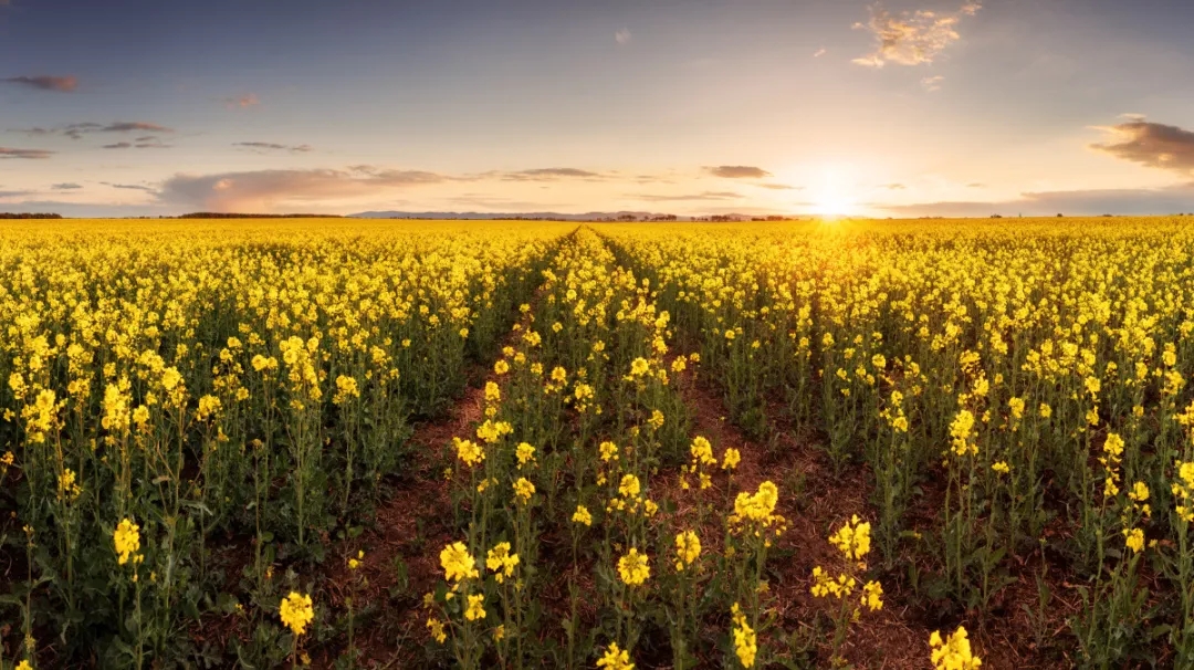 金刚经治好抑郁症的方法,十年抑郁症