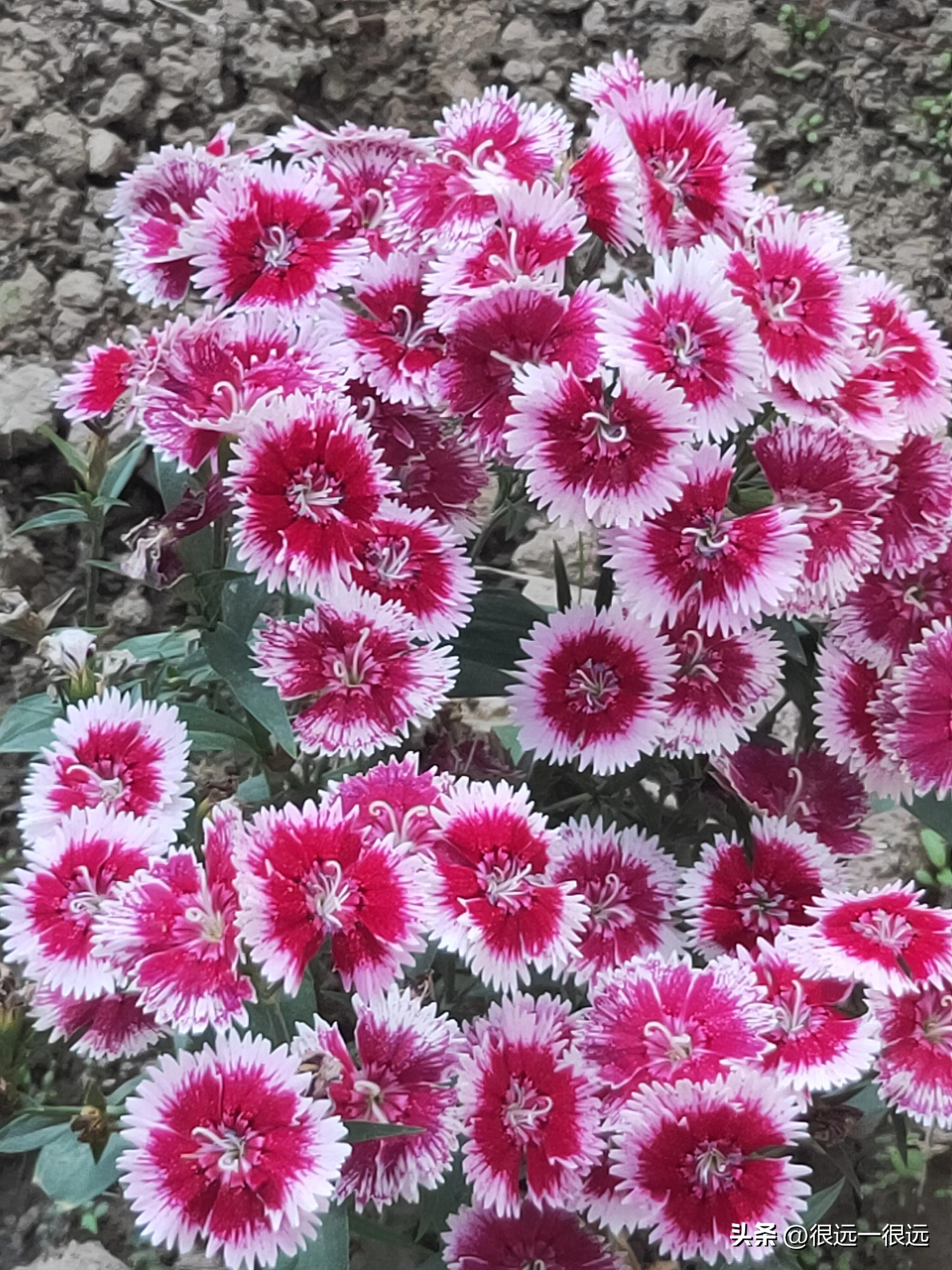 名人阿七的“辉煌”人生故事二