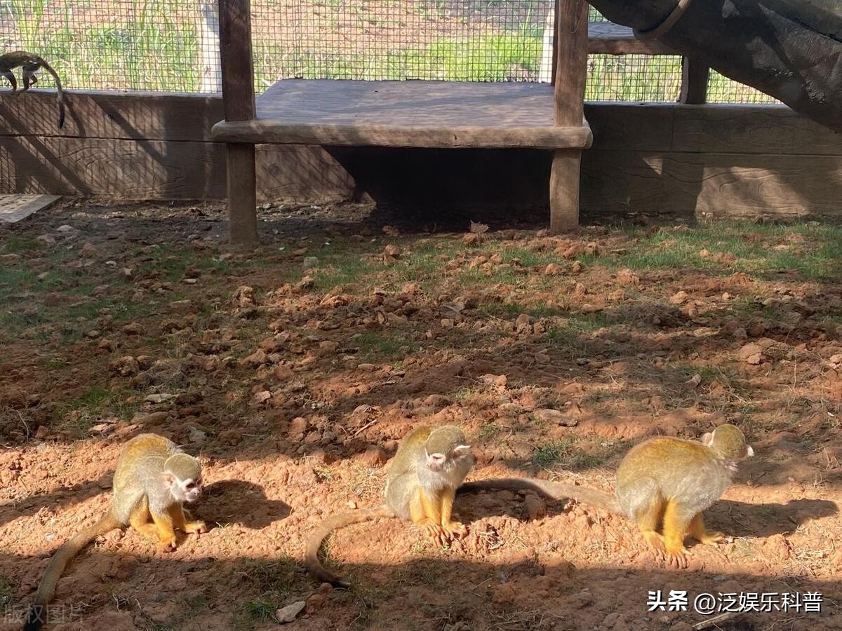 东莞免费游玩景点,东莞塘厦游玩景点大全集