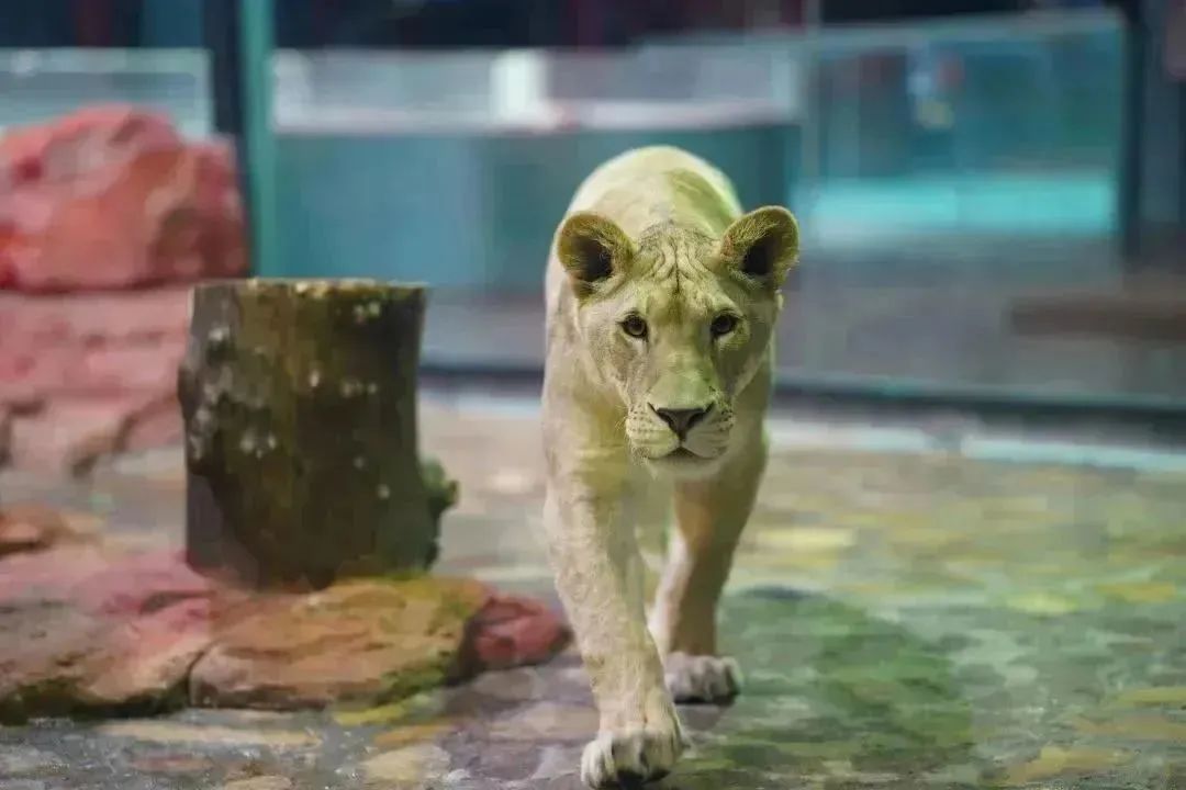 大无语事件！268元买了哈尔滨极地公园亲子票，被路人追着问了三条街！