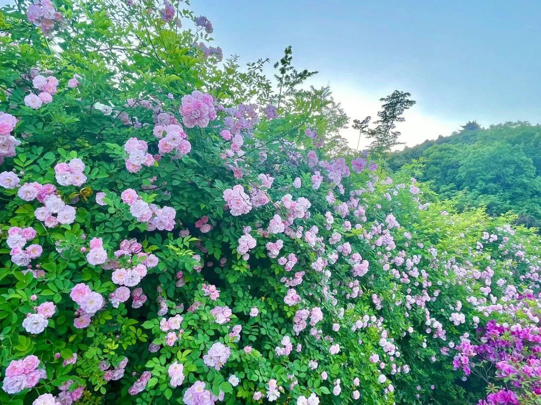 蔷薇月季和玫瑰有什么区别吗,你分得清玫瑰蔷薇和月季的区别吗