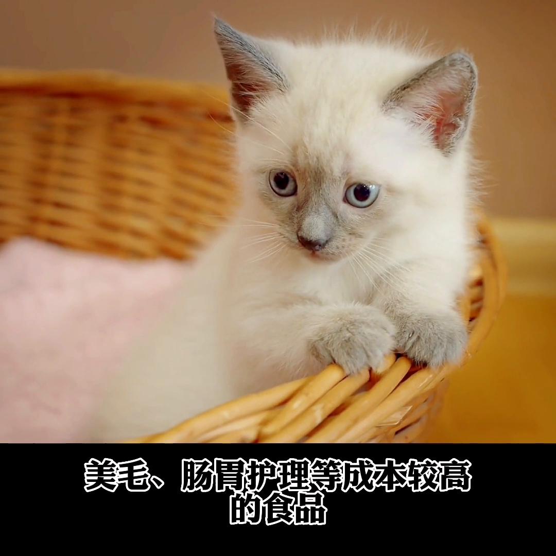 你喜欢布偶么,布偶猫生病的6种症状养猫必看