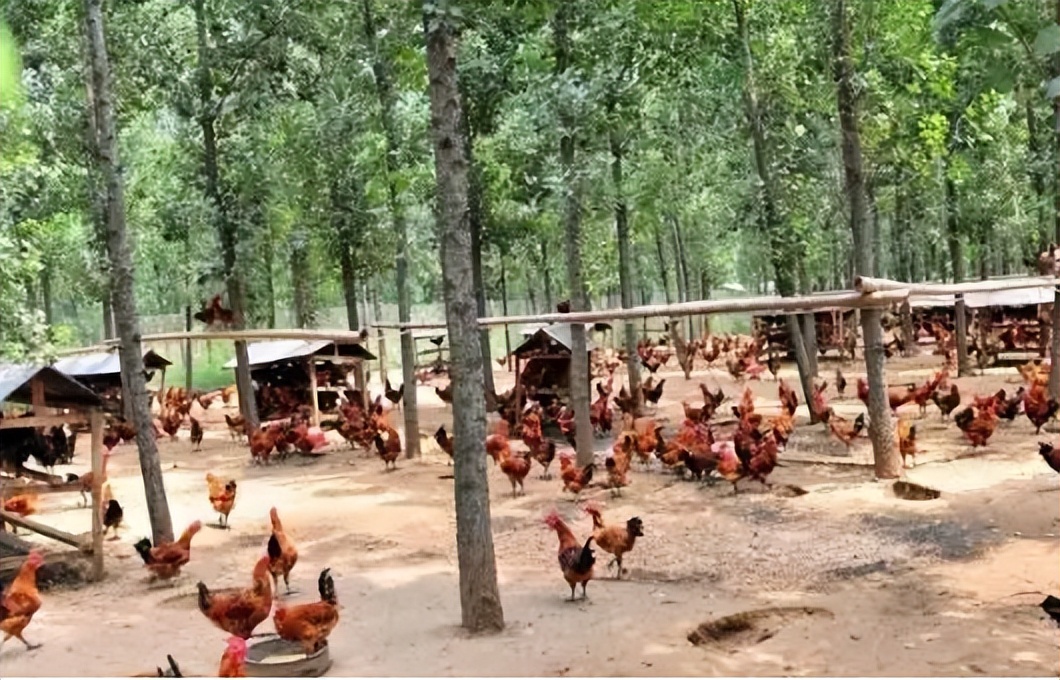 林下养鸡为何没人干了,农村林下养鸡为何如此迅速淘汰