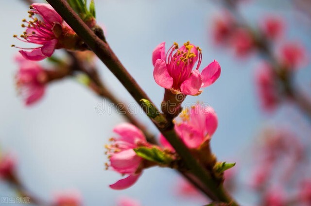 关于春天的古诗100首欣赏,春天古诗大全十首