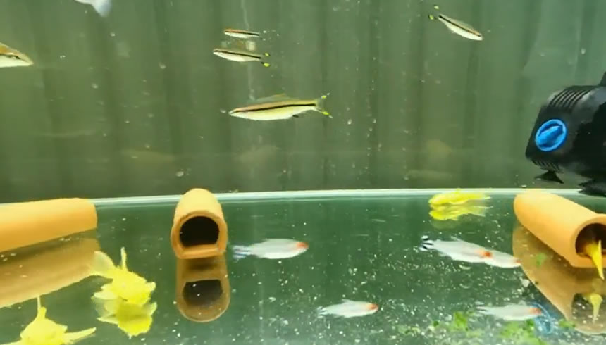 新手养鱼品种多怎么混养,新手养鱼可以多品种混养吗