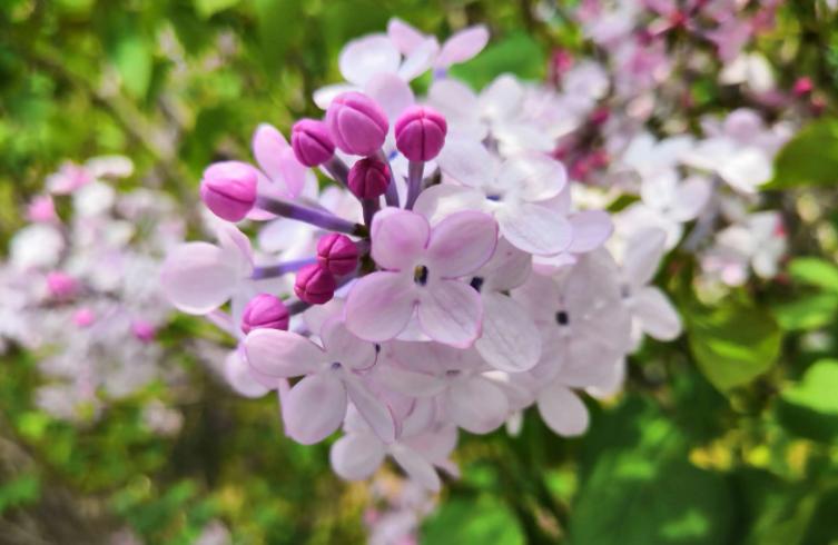 18种花卉的种子,100种最好养又好看的花