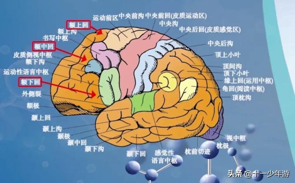 大脑的结构解剖示意图,大脑镰下疝解剖结构