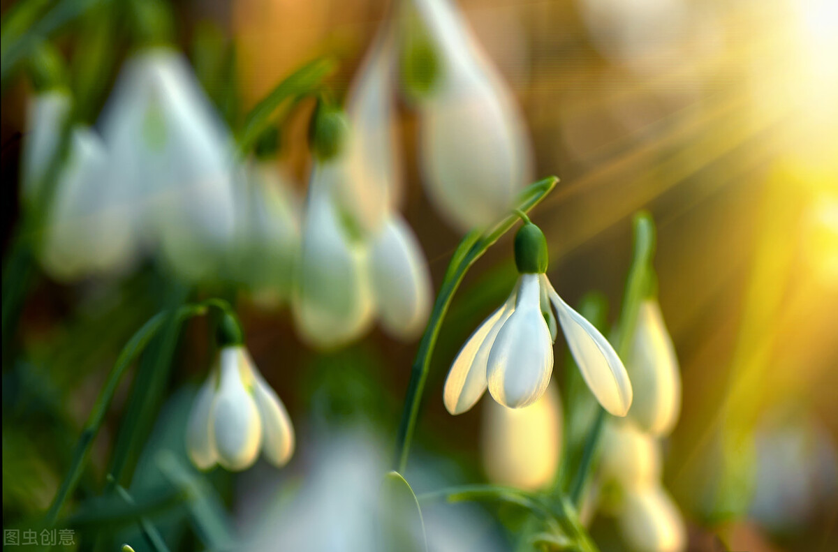 春天的遐想泰戈尔,春天的遐想纯音乐