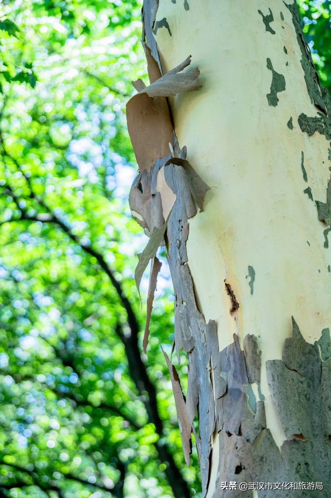 毛孩子变装,毛孩子穿上新衣服了