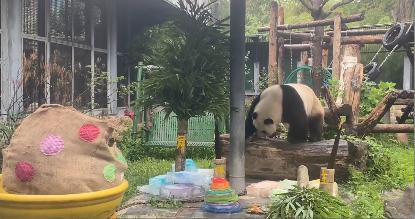 为什么萌兰生日和花花同一天生日,熊猫和花和萌兰现状