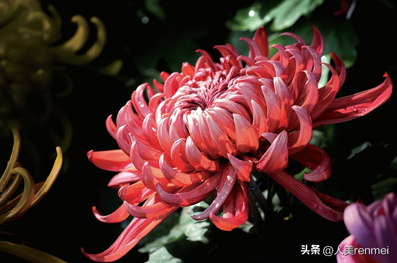 每周一堂美育课|《花中君子——菊》