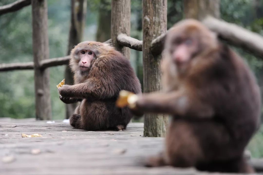 怒江金丝猴和峨眉猴干架,金丝猴遇上峨眉山猴子会发生什么