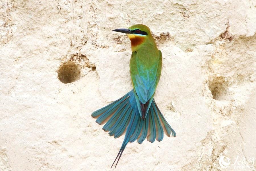 栗喉蜂虎厦门,可爱精灵小鸟