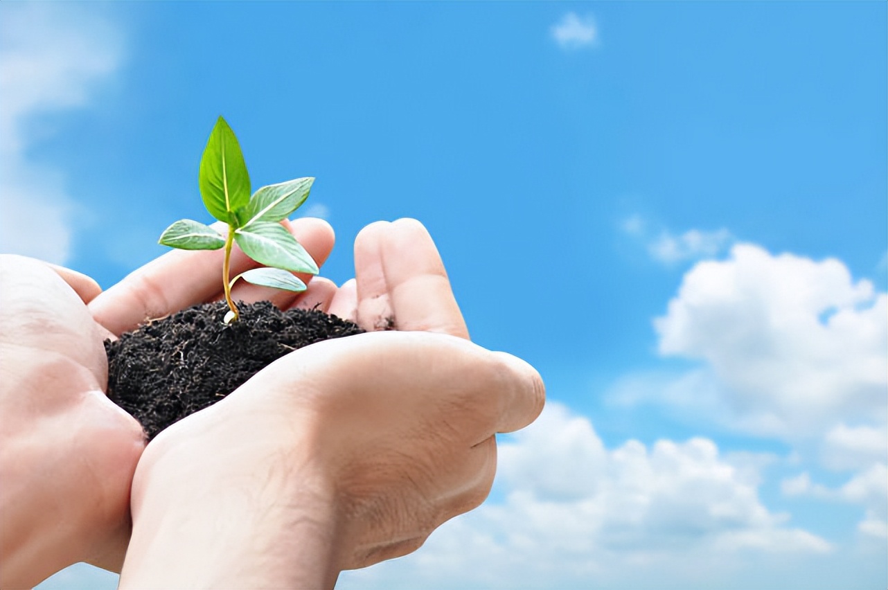 蓝风铃适合送给亲人吗,蓝风铃好养活吗