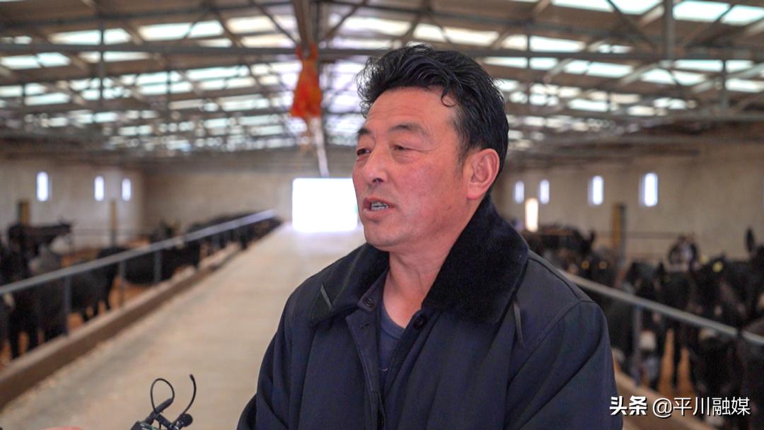 平川黑毛驴,平川黑驴