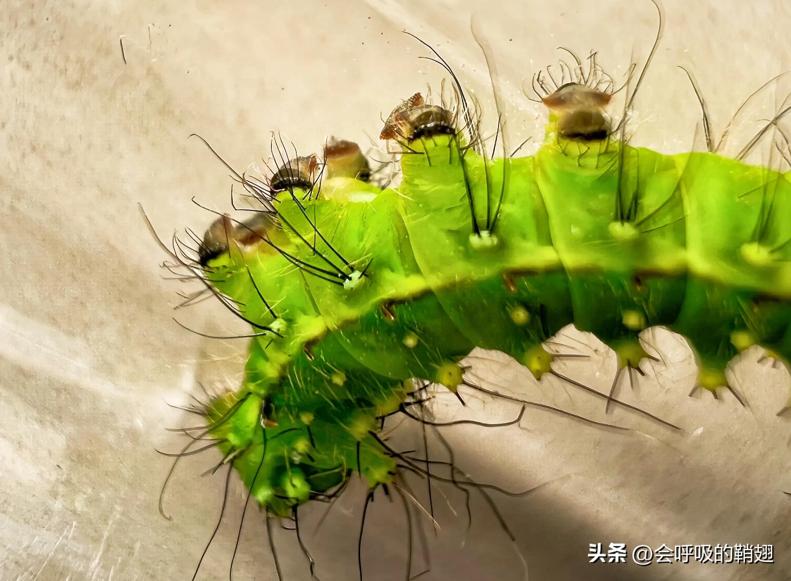 绿尾大蚕蛾怎么样驱除,大蚕蛾饲养记录