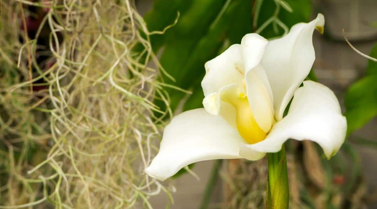 花色艳丽的兰花有哪些品种,最有观赏性的兰花品种