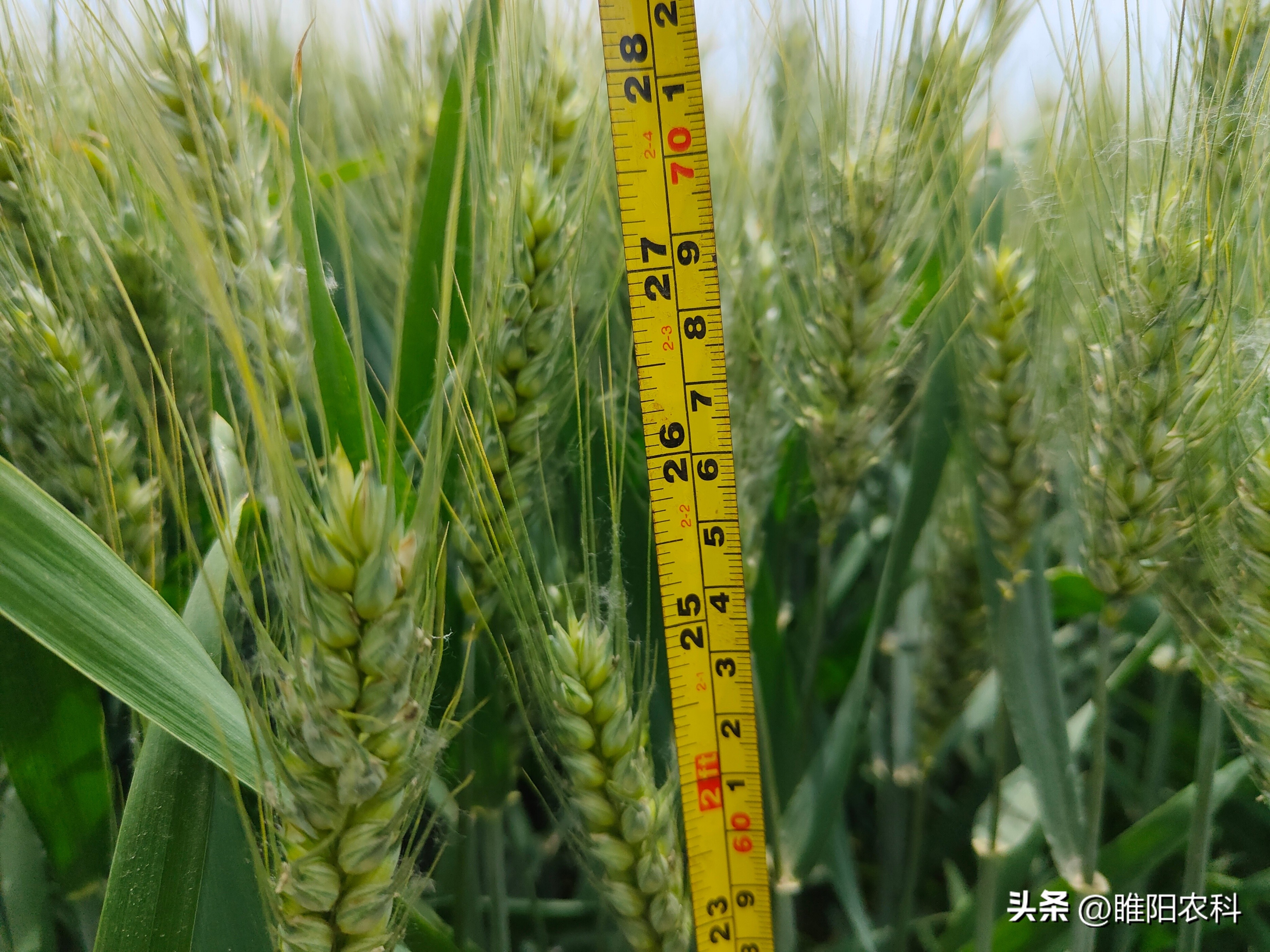 2023年适合河南种植的小麦品种,2024河南小麦品种排行榜前十名