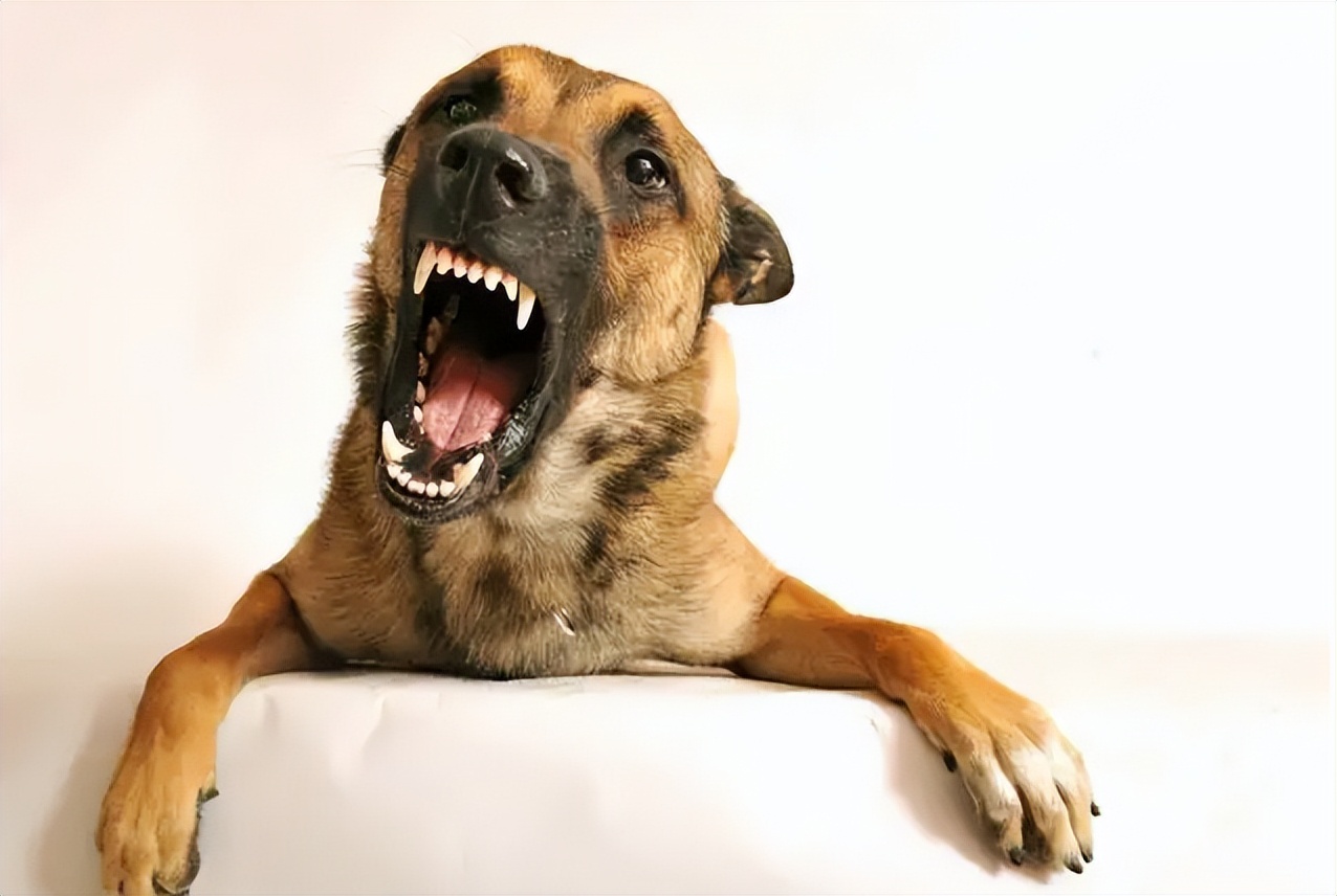 狗狗交配途中被打断，会带来什么影响？