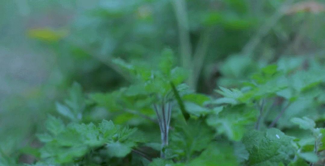 有意境的春天,有一种优雅的春天