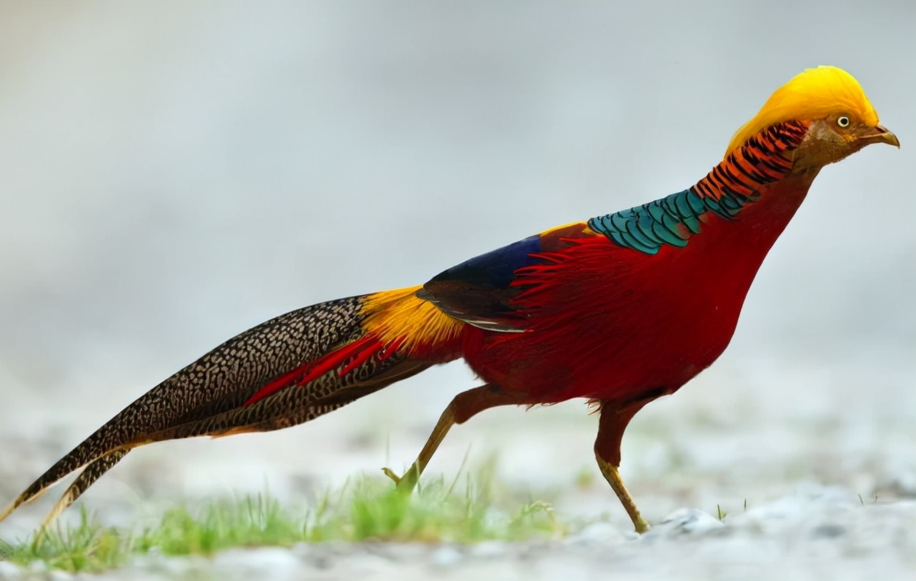 眯眼是种族歧视吗,眯眯眼是否属于侮辱