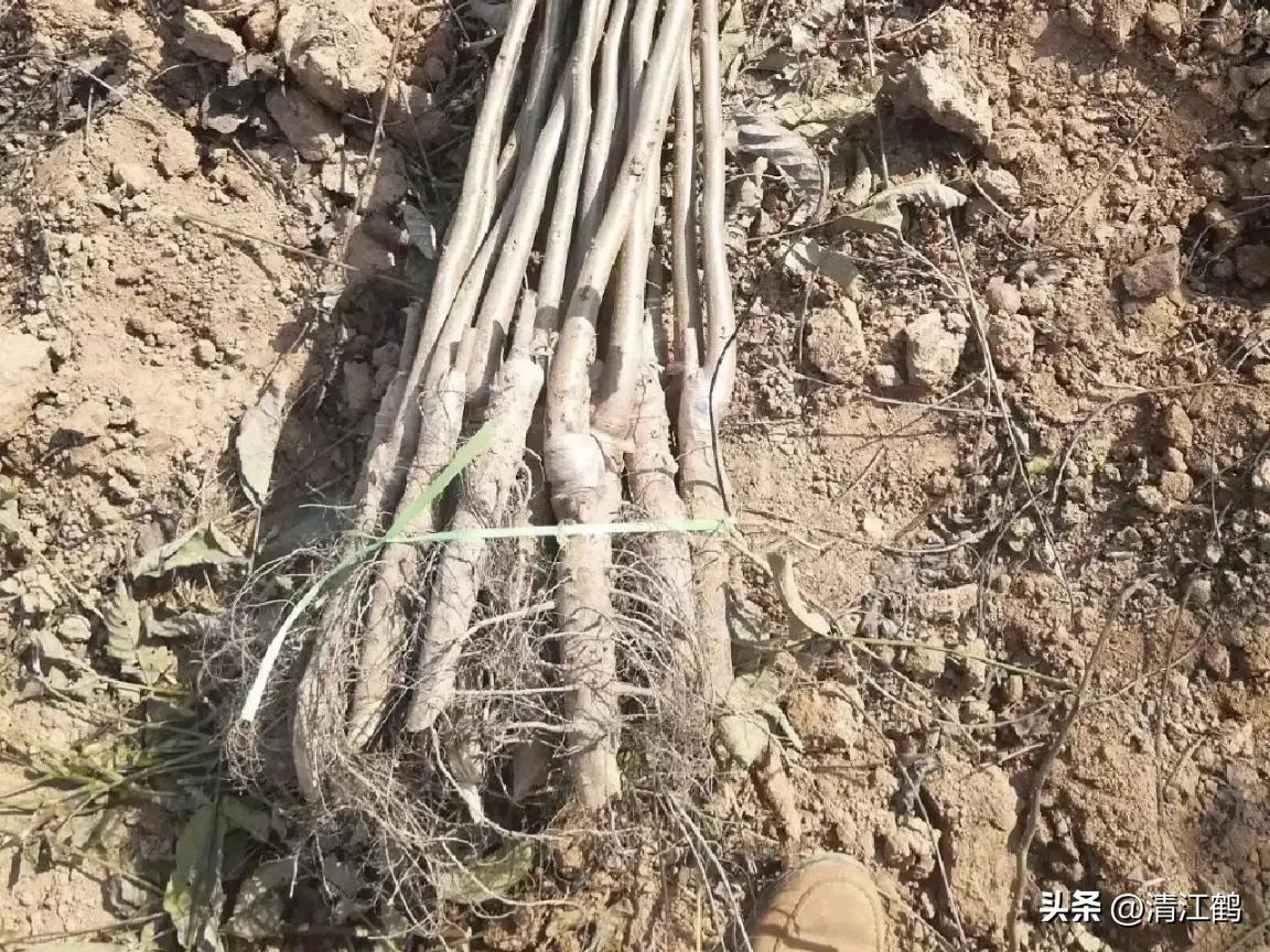 新栽核桃树苗怎样提高成活率,春栽核桃进入六月份为什么不旺