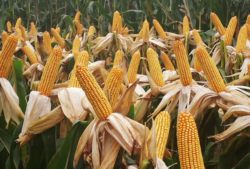 买玉米种子在哪买放心,卖玉米种子的技巧和经销模式