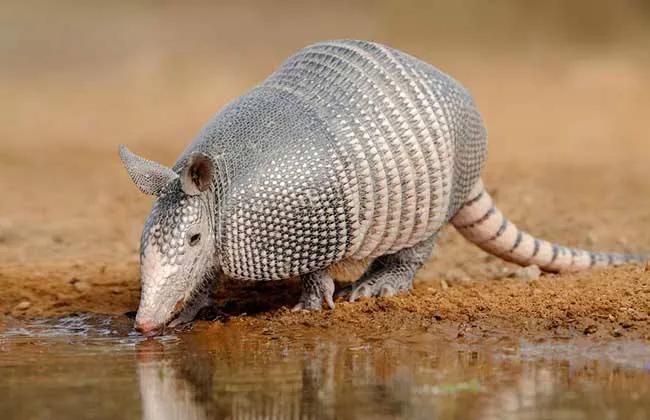 作为梅西的球迷应该懂什么,作为一个纯粹的阿根廷球迷