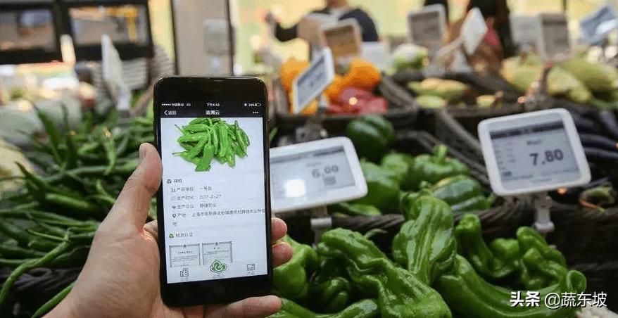 蔬东坡客户端,蔬东坡咋挣钱