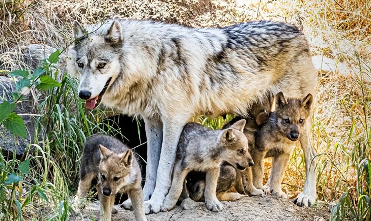 狼群只有狼王才能生后代吗,狼群中只有狼王有交配权吗