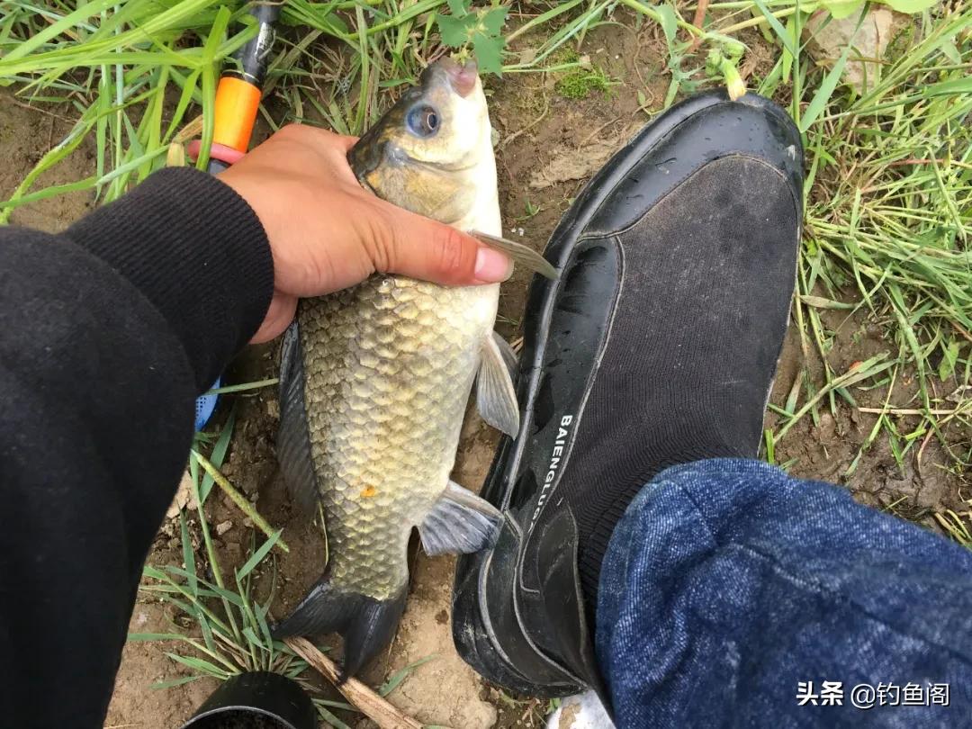 怎样用菜籽饼做钓饵,菜籽饼做饵料