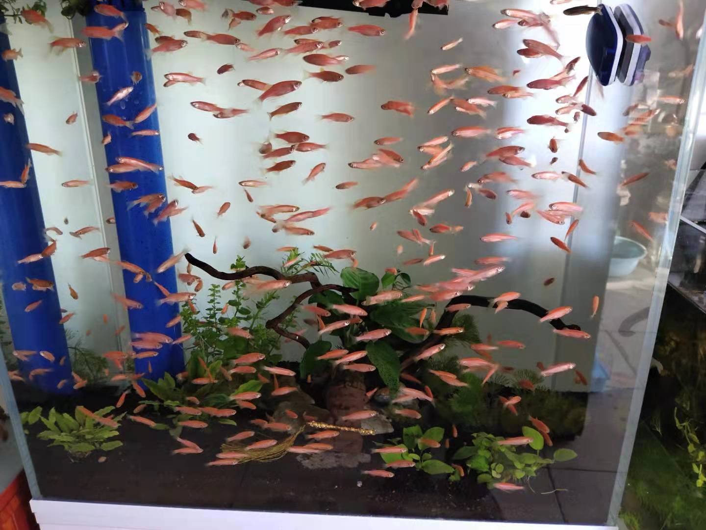 孔雀鱼和草金哪个更好养,孔雀鱼能跟草金养吗