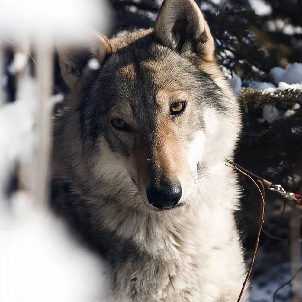 最像狼的狗捷克狼犬,捷克狼犬到底有多帅