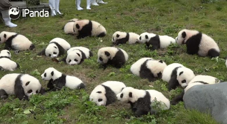 外国人有多喜欢大熊猫?斥巨资给熊猫造宫殿,总理机场亲自迎接