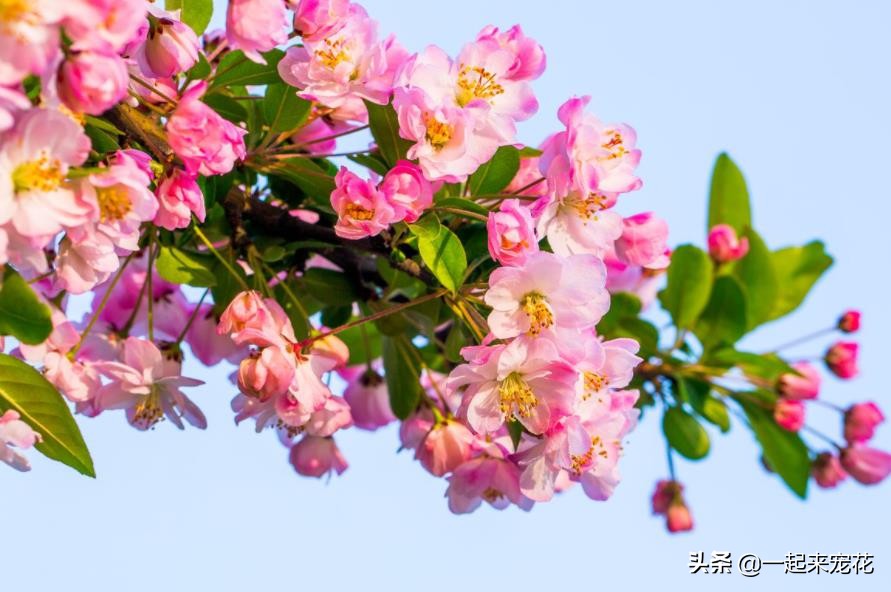 寓意好的盆栽花推荐,十大盆栽名贵花树