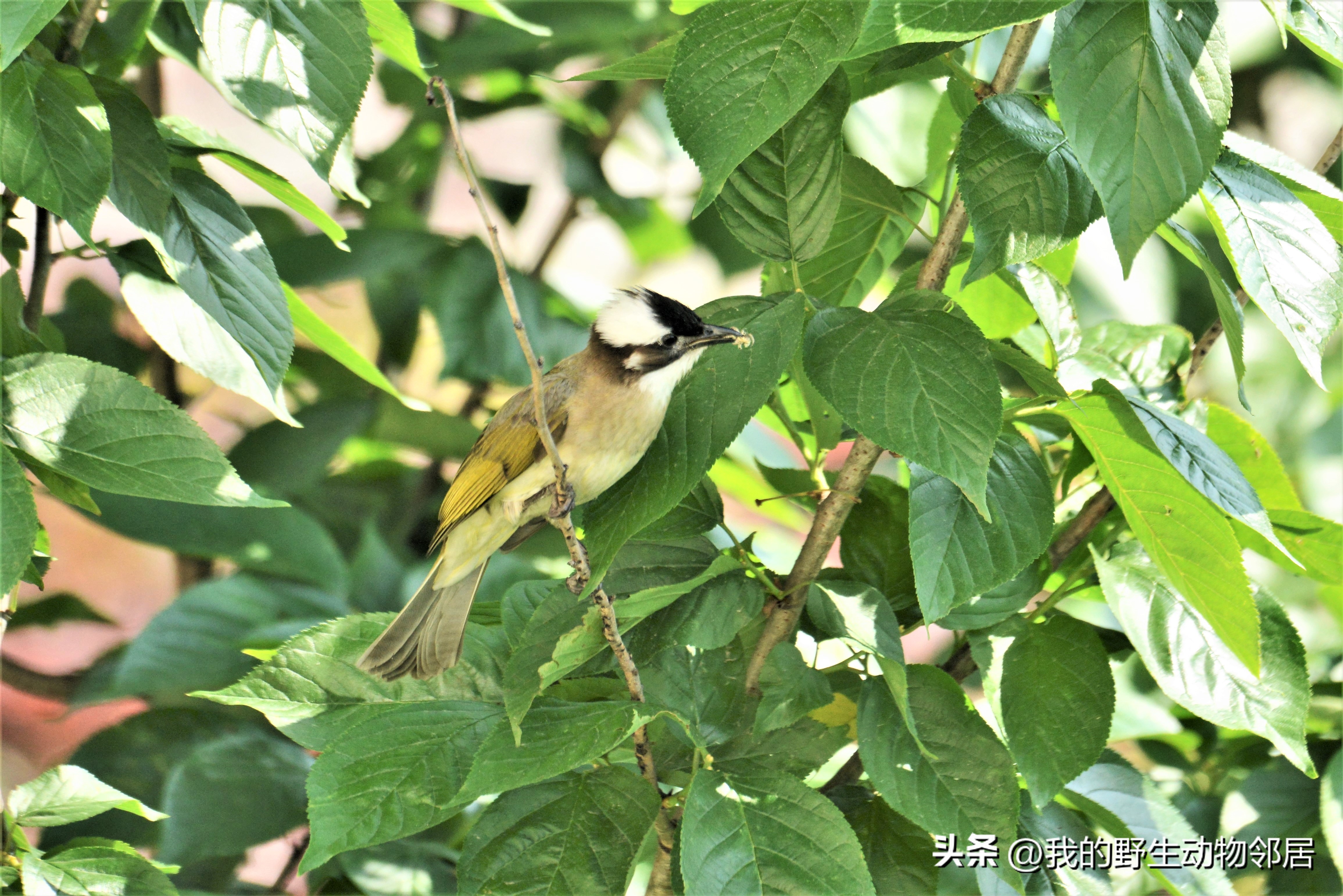 上海野生动物园百鸟园,上海野生鸟类种类有多少