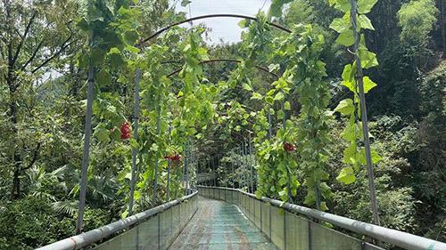 长沙夏日周末旅游景点攻略,长沙夏日游玩攻略一日游推荐