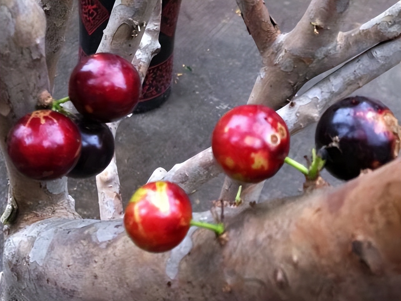 四月生长的水果有哪些,4月开花的水果