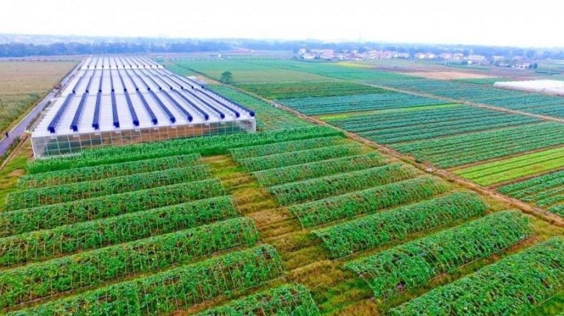 2006年日企在中国租1500亩地，5年不种庄稼，项目最后入不敷出