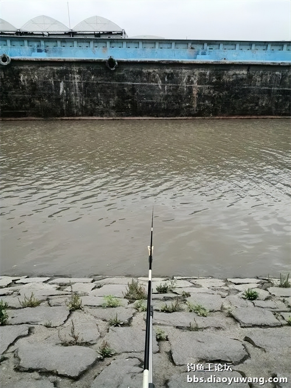 钓鱼王大鲫饵料是什么香味,钓鱼王大鲫和本味有什么区别