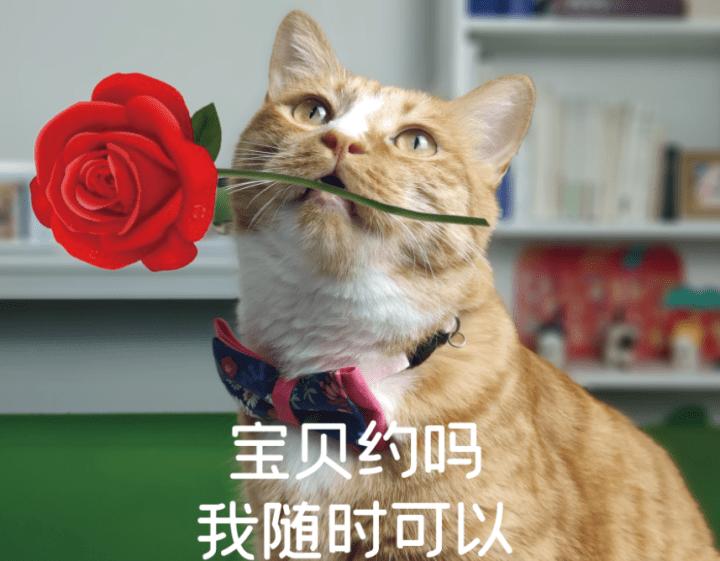 最受好评的猫,好评的猫
